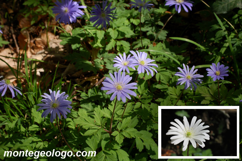 Anemone Appennina