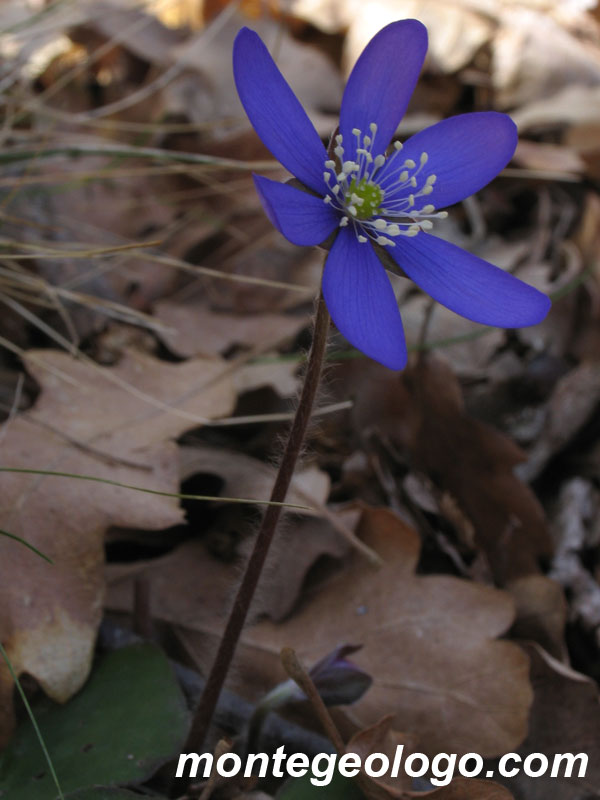 hepatica Nobilis