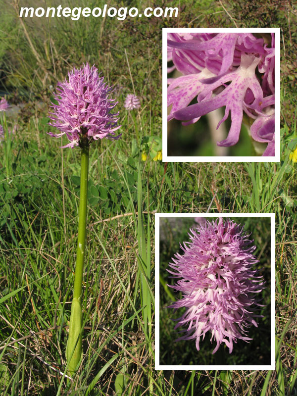 Orchis simia