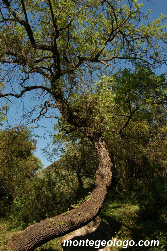 Quercia