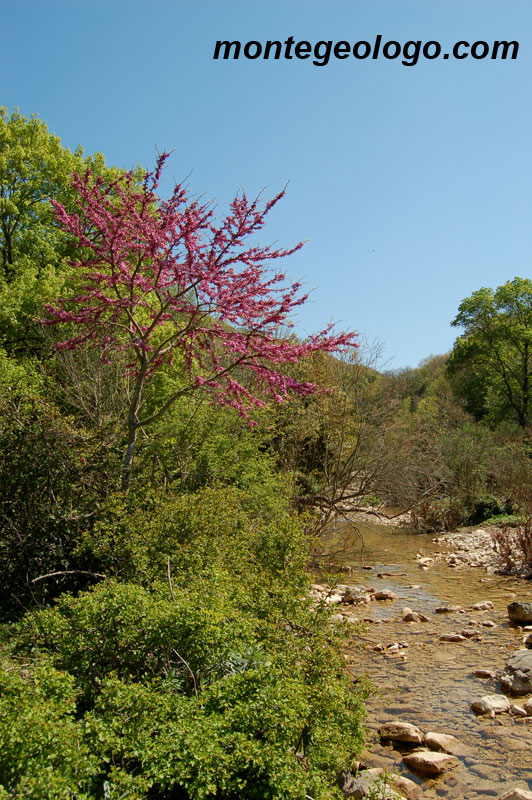 Torrente