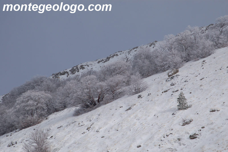 Faggi coperti di galaverna