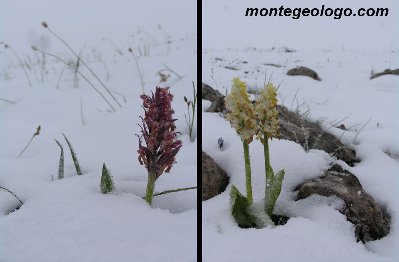 Orchidee sotto la neve