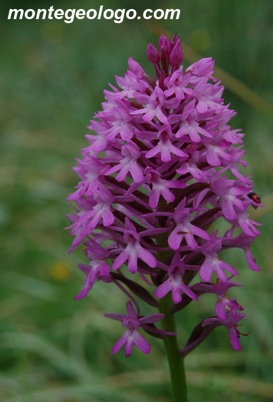 Orchidea Anacamptis pyramidalis