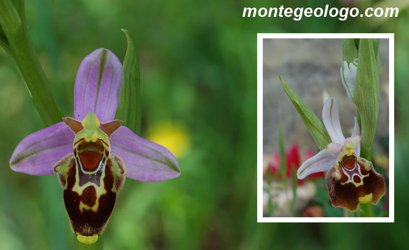 Ophrys scolopax