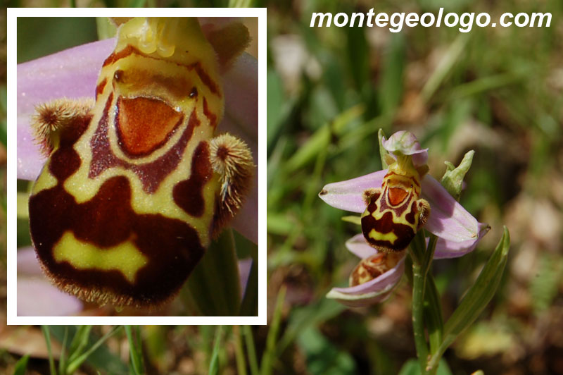 Ophrys apifera