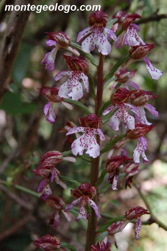 Orchis purpurea