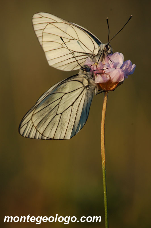 Coppia di farfalle