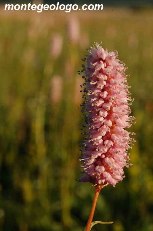 Fiore Prati