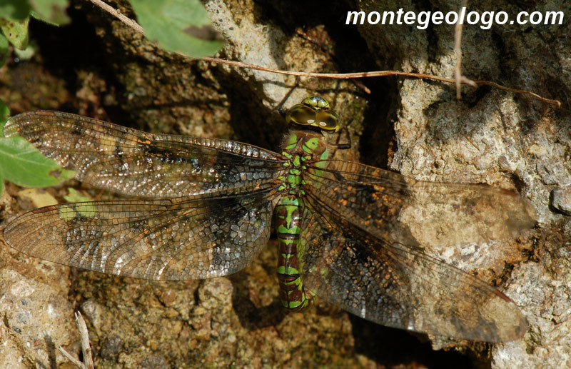 Libellula