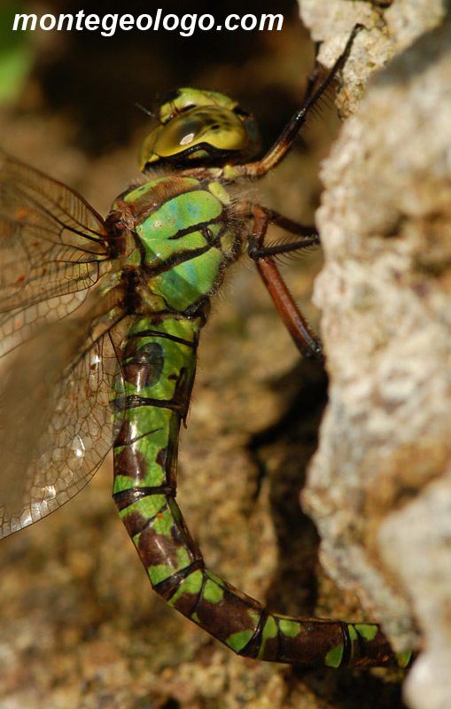 Libellula