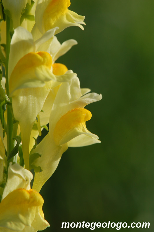 Linaria comune