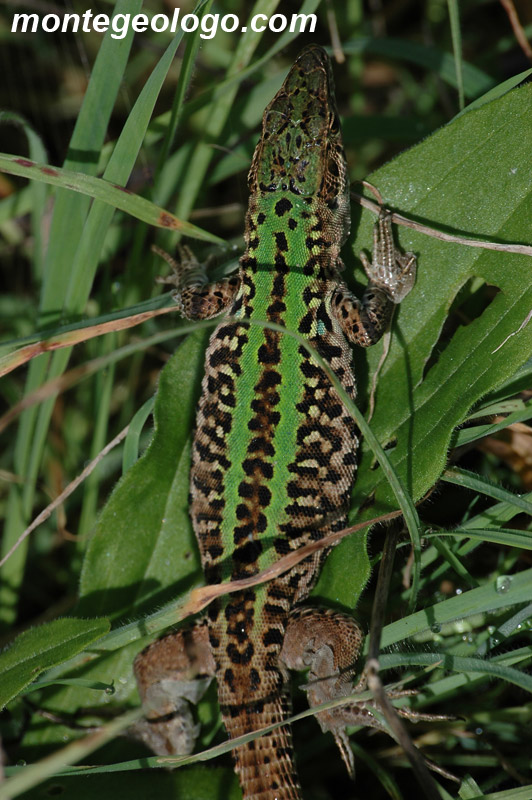 Lucertola verde