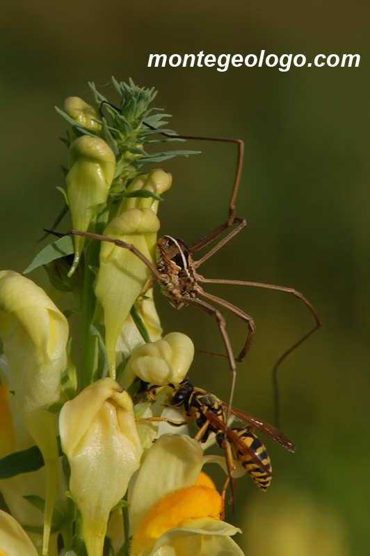 Ragno e vespa sulla Linaria comune