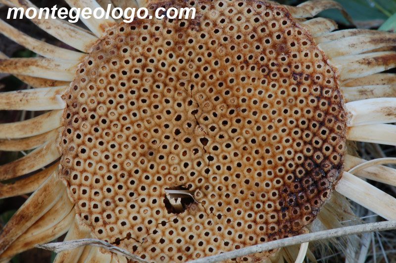 Fiore secco di Carlina acanthifolia