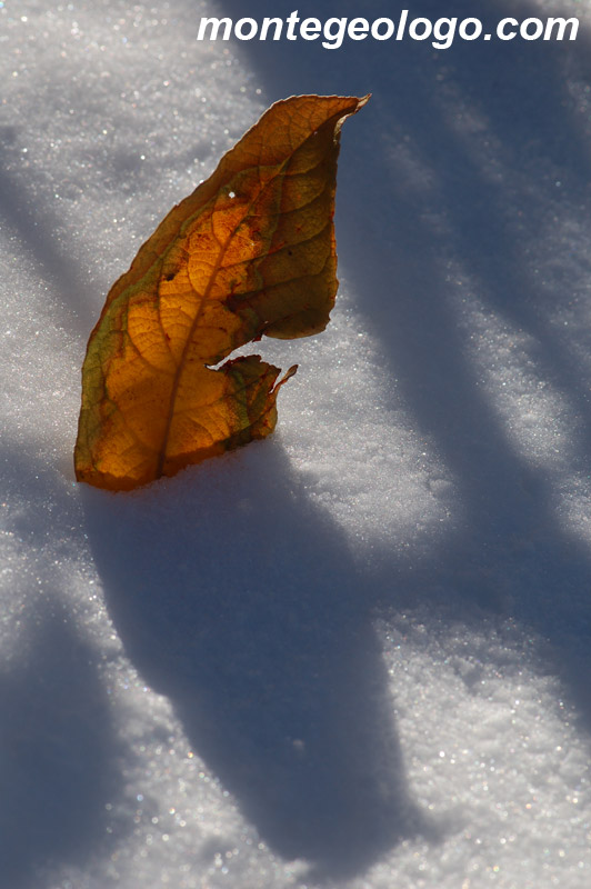 Foglia nella neve