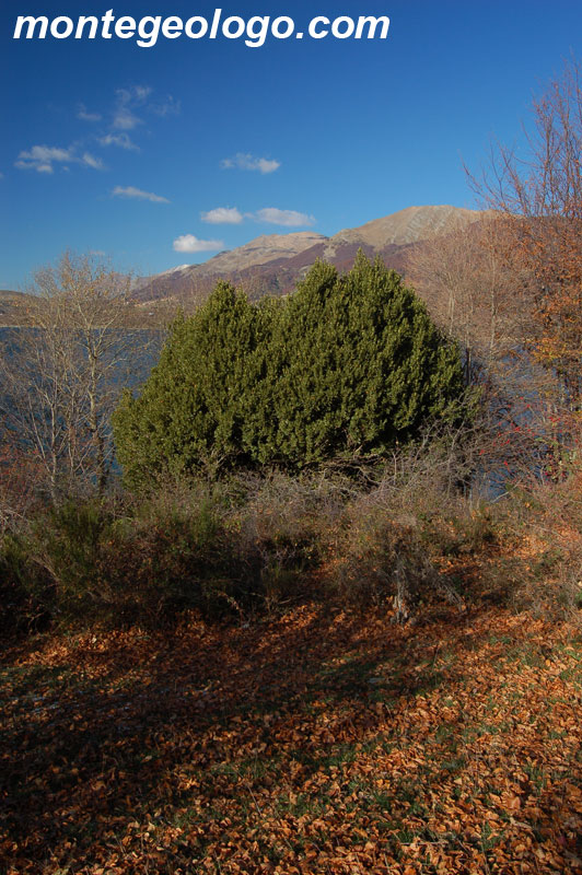 Vegetazione Lago di Campotosto