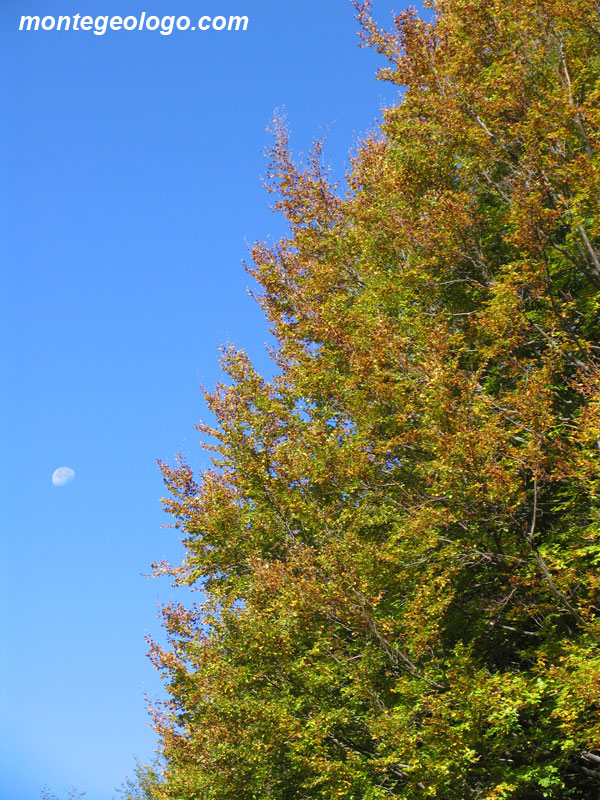 Lune e Faggio